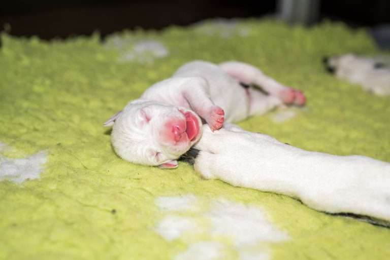 2. Lebenstag - B-Wurf (8)