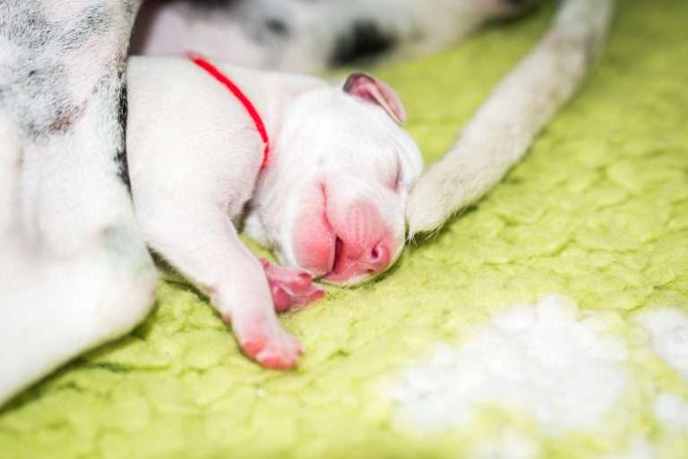 2. Lebenstag - B-Wurf (9)