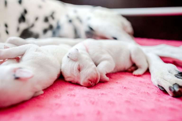 4. Lebenstag - B-Wurf (10)