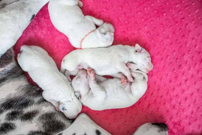 4. Lebenstag - B-Wurf (11)