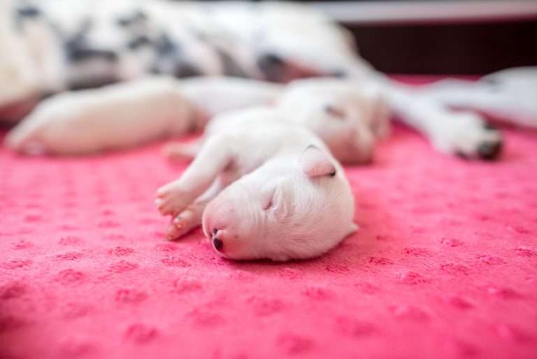 4. Lebenstag - B-Wurf (12)