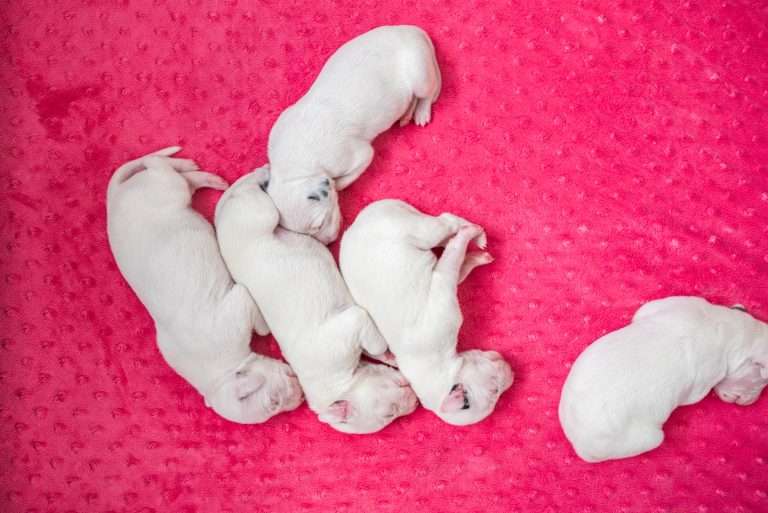 4. Lebenstag - B-Wurf (13)