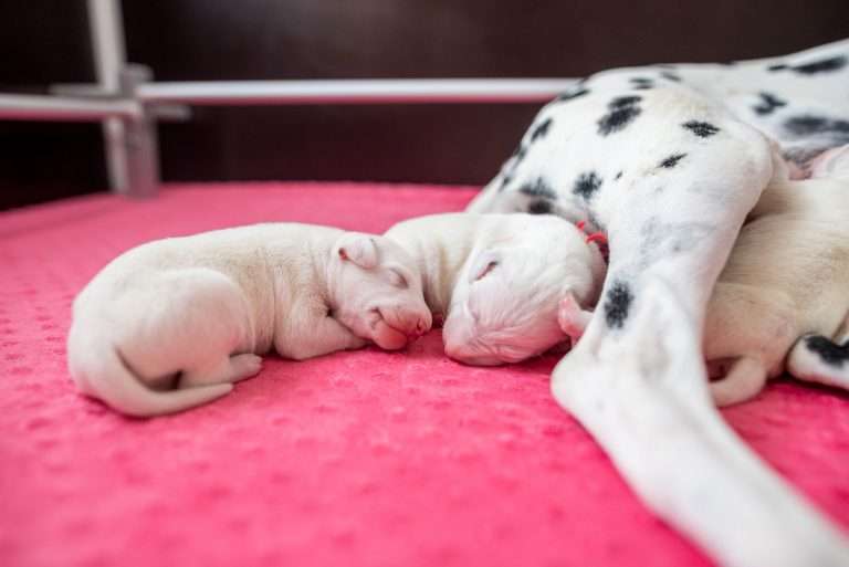 4. Lebenstag - B-Wurf (14)