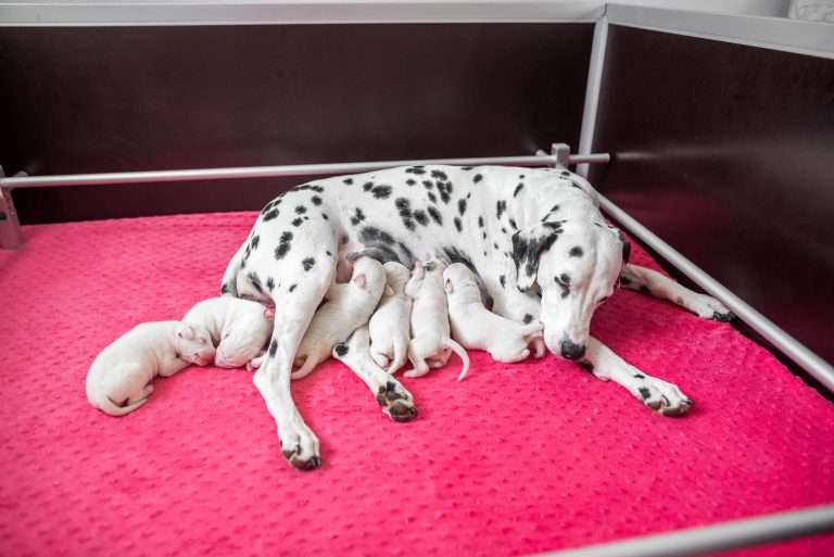 4. Lebenstag - B-Wurf (15)