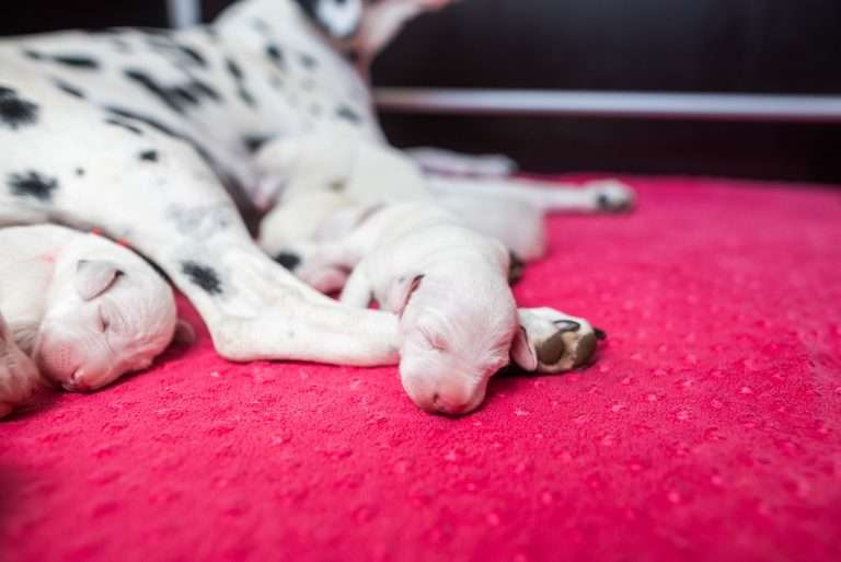 4. Lebenstag - B-Wurf (16)