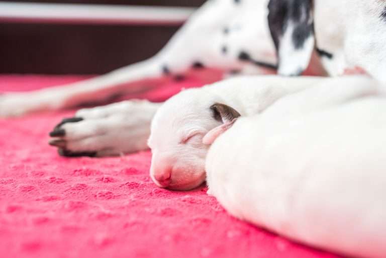 4. Lebenstag - B-Wurf (17)