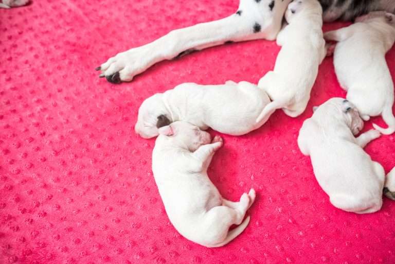 4. Lebenstag - B-Wurf (18)