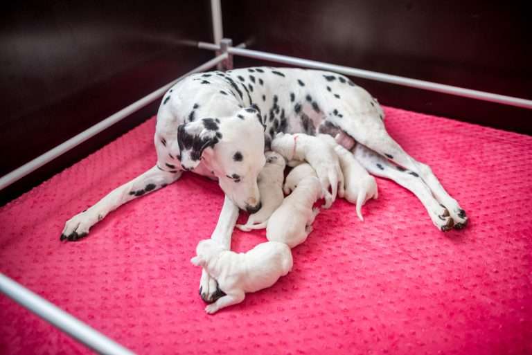 4. Lebenstag - B-Wurf (2)