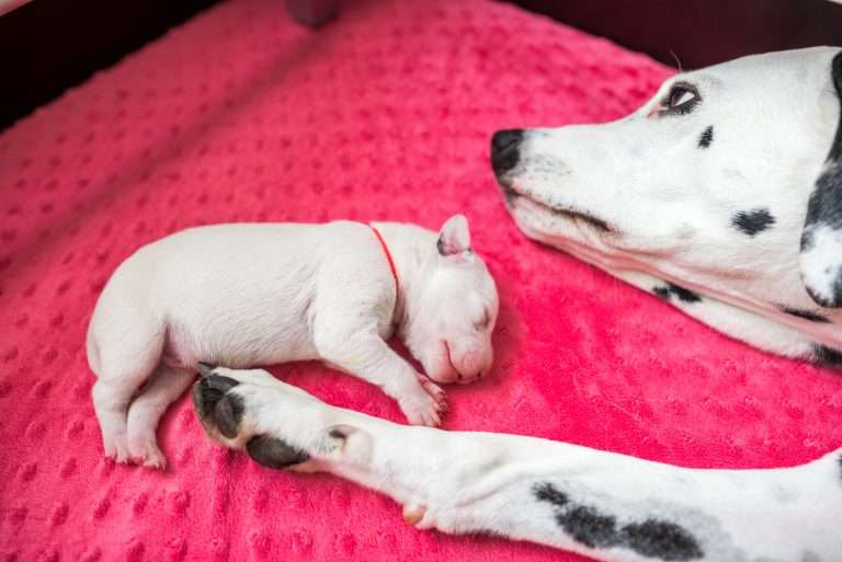 4. Lebenstag - B-Wurf (20)