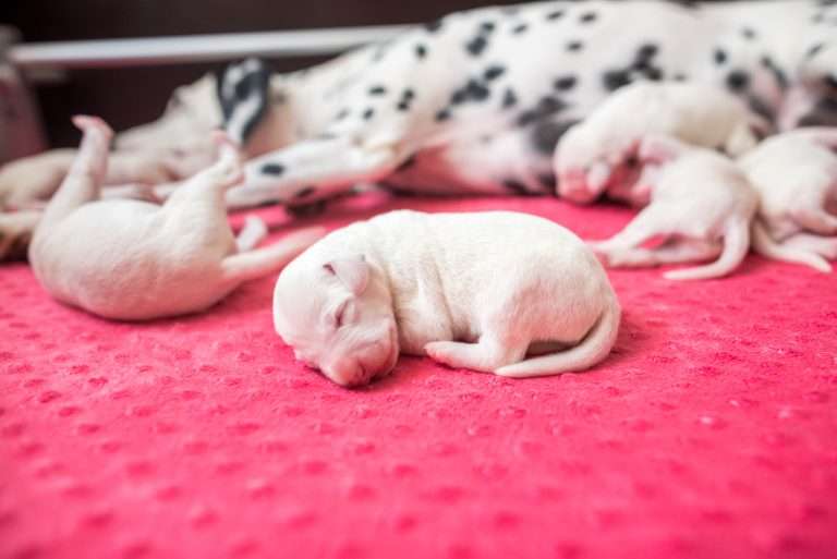 4. Lebenstag - B-Wurf (22)