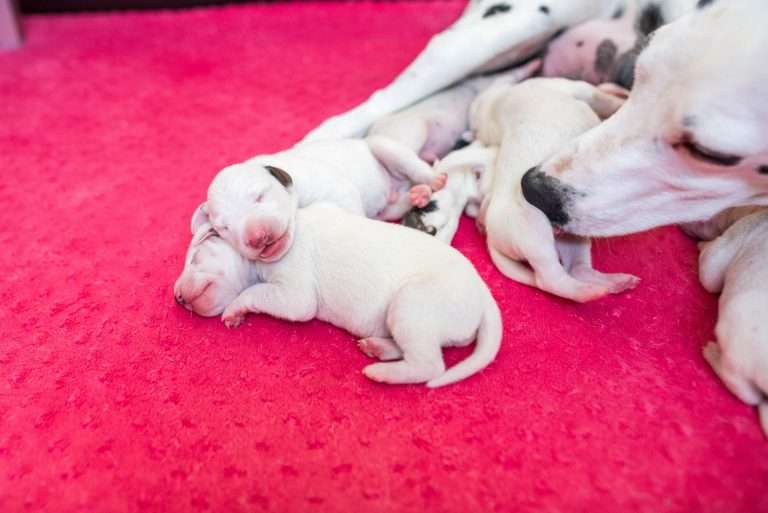 4. Lebenstag - B-Wurf (24)