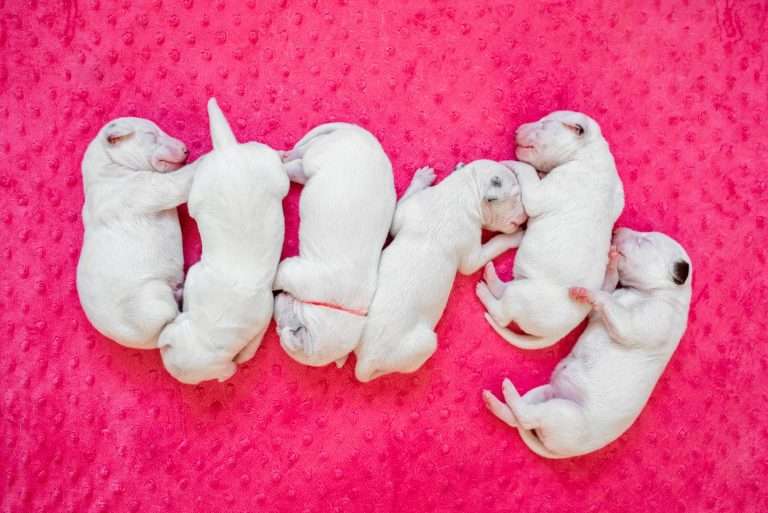 4. Lebenstag - B-Wurf (25)