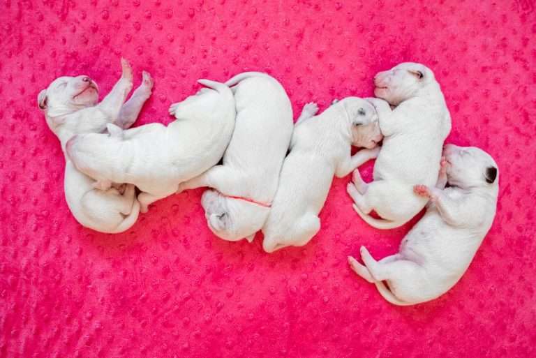 4. Lebenstag - B-Wurf (26)