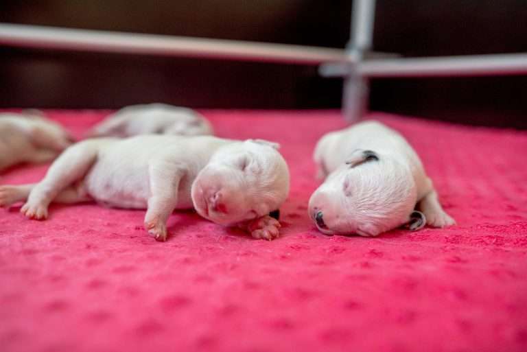 4. Lebenstag - B-Wurf (27)