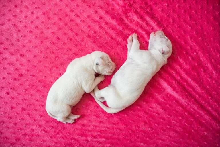 4. Lebenstag - B-Wurf (28)