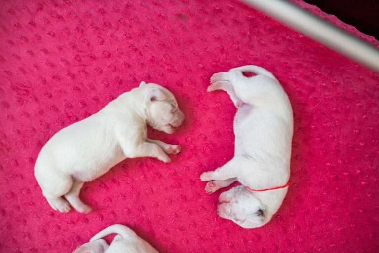 4. Lebenstag - B-Wurf (29)