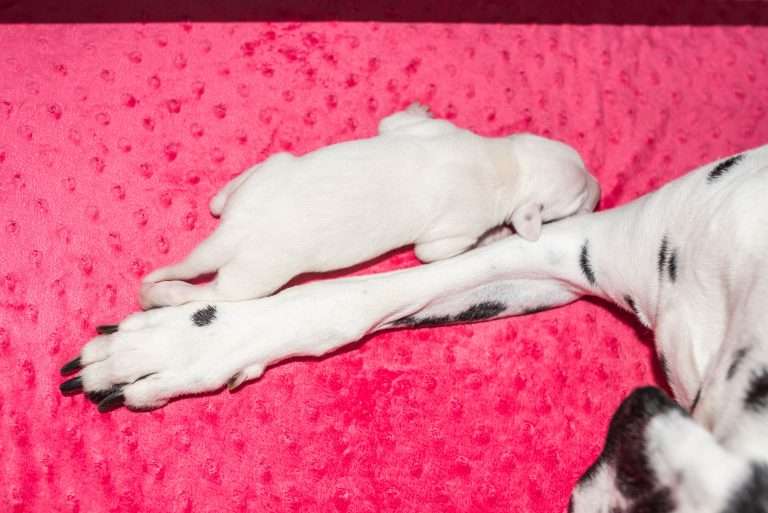 4. Lebenstag - B-Wurf (3)