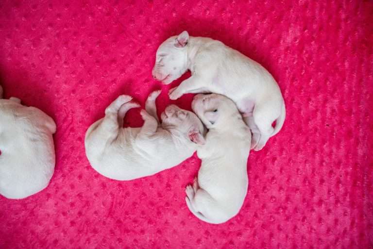 4. Lebenstag - B-Wurf (31)