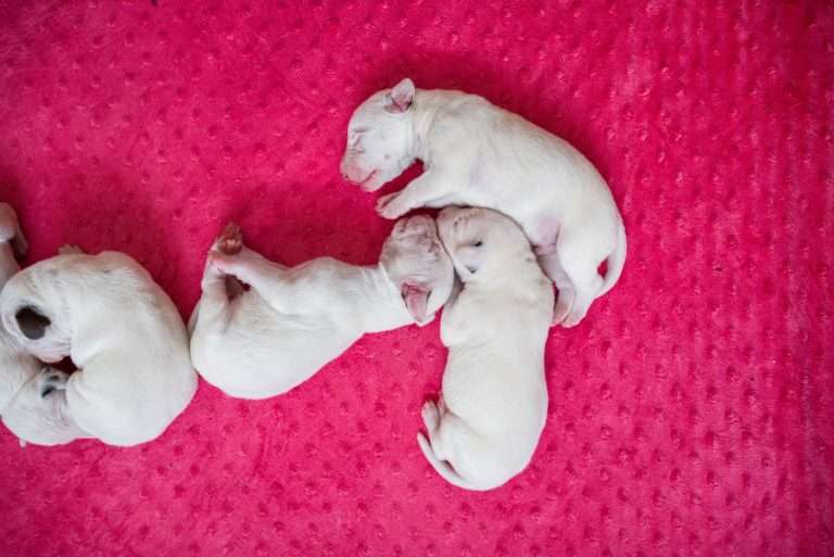 4. Lebenstag - B-Wurf (32)