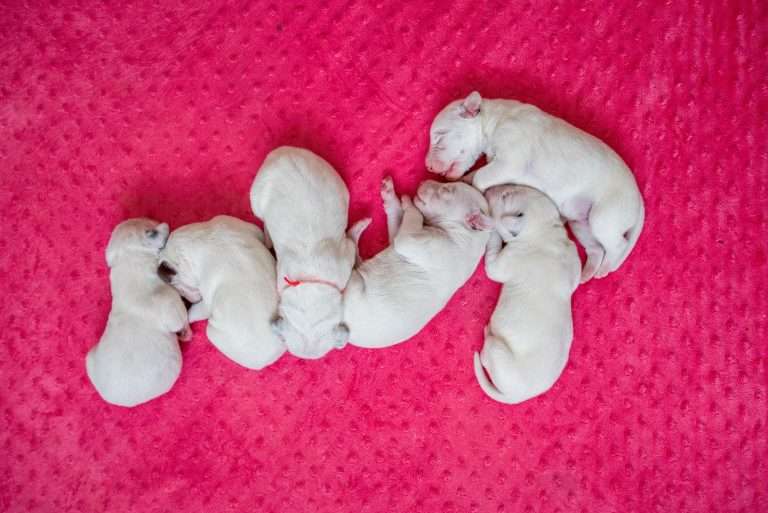 4. Lebenstag - B-Wurf (33)