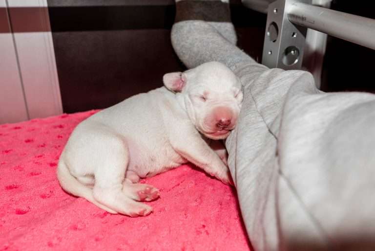 4. Lebenstag - B-Wurf (34)