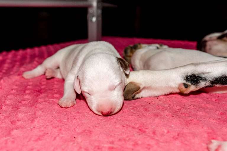 4. Lebenstag - B-Wurf (35)