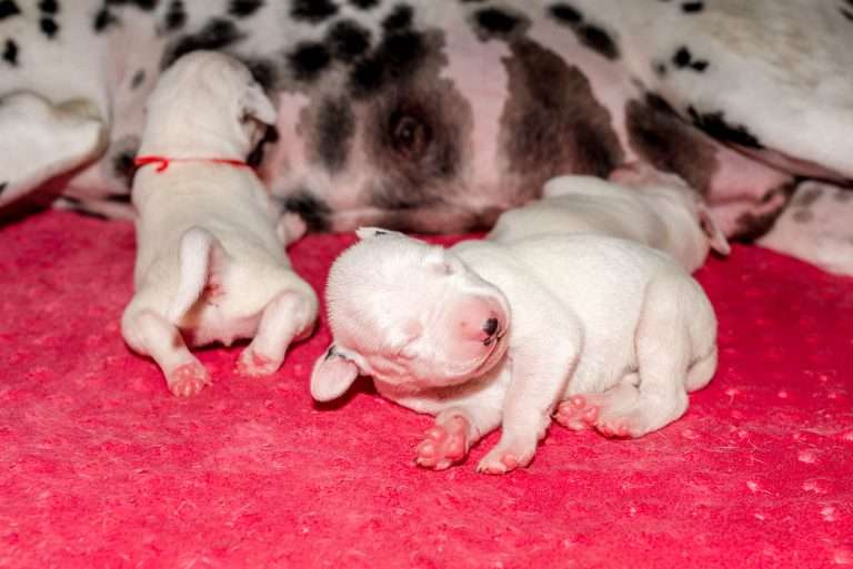 4. Lebenstag - B-Wurf (36)