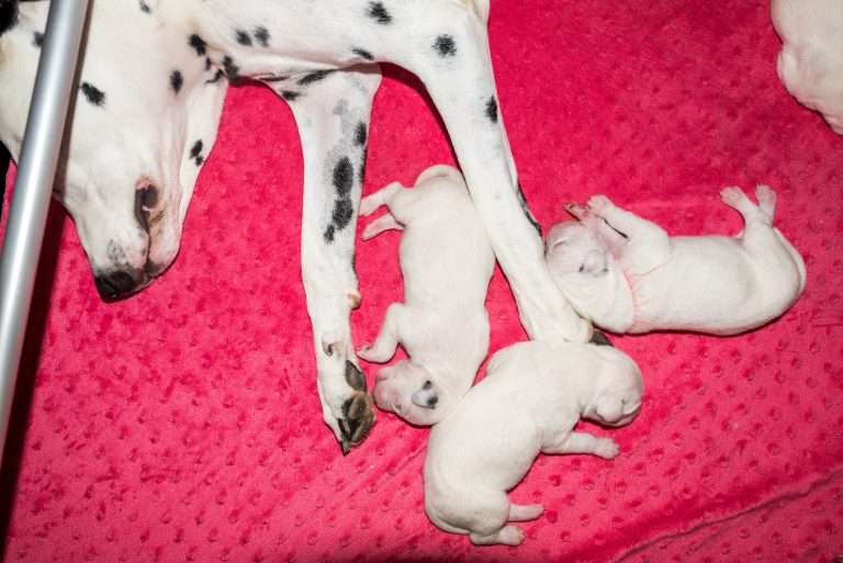 4. Lebenstag - B-Wurf (38)