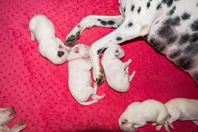 4. Lebenstag - B-Wurf (39)