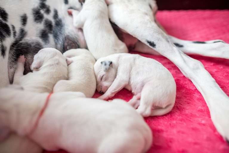 4. Lebenstag - B-Wurf (4)