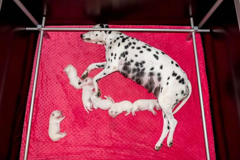 4. Lebenstag - B-Wurf (40)