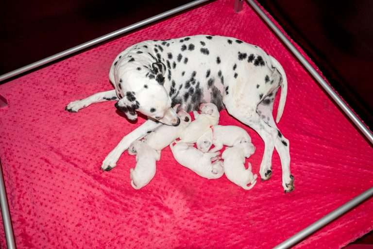 4. Lebenstag - B-Wurf (41)