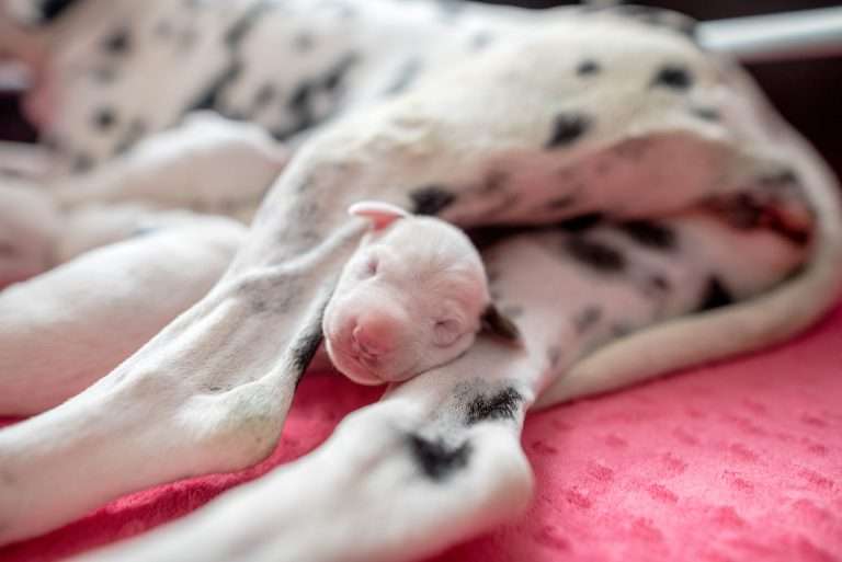 4. Lebenstag - B-Wurf (5)