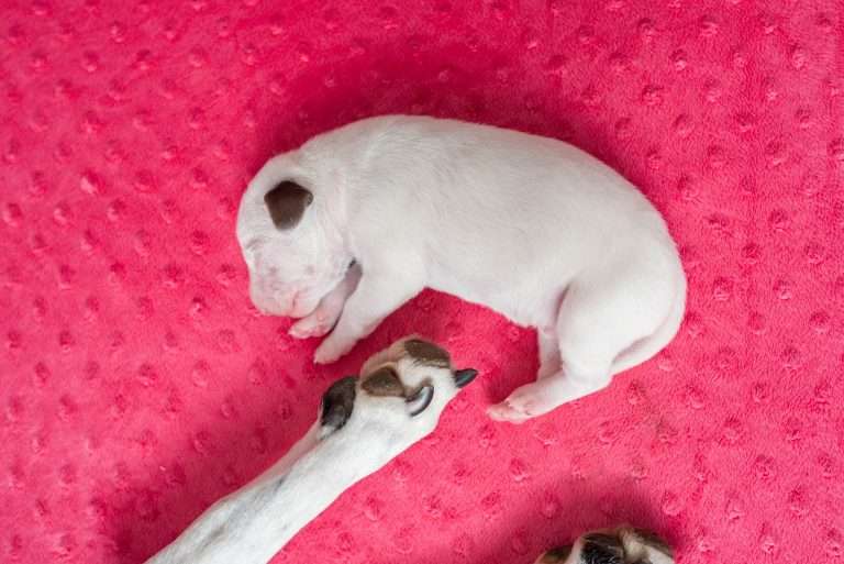 4. Lebenstag - B-Wurf (6)