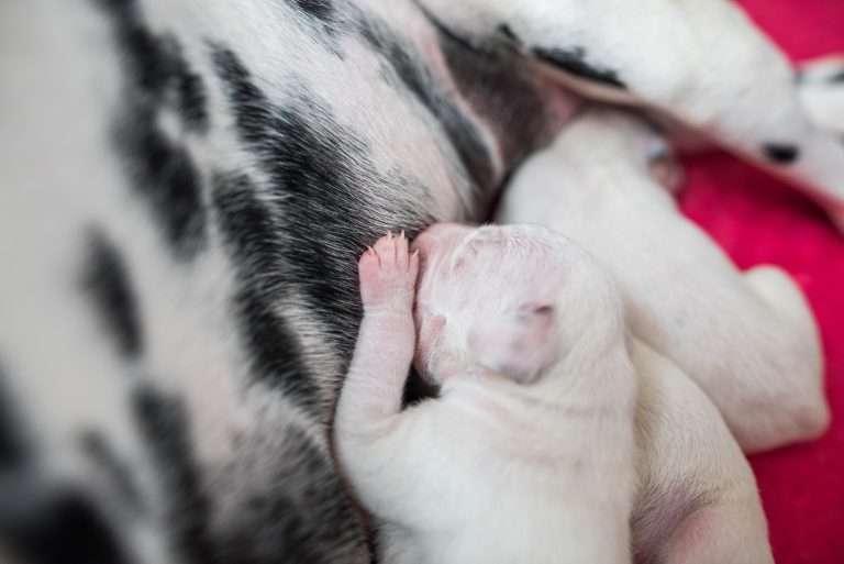 4. Lebenstag - B-Wurf (7)