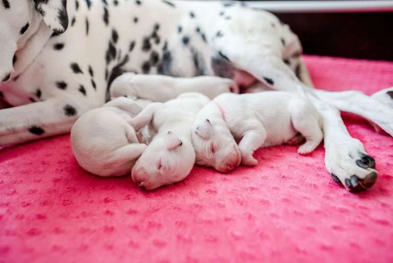 4. Lebenstag - B-Wurf (8)