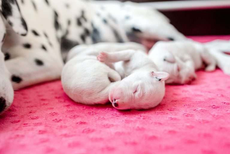 4. Lebenstag - B-Wurf (9)