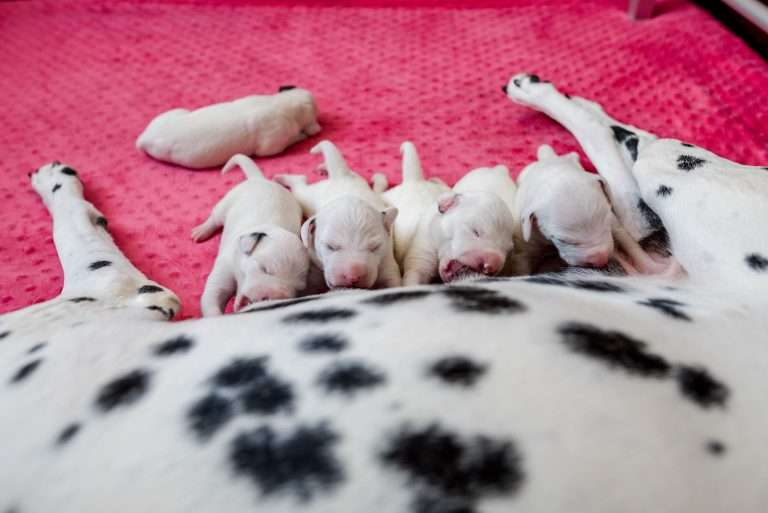 5. Lebenstag - B-Wurf (10)