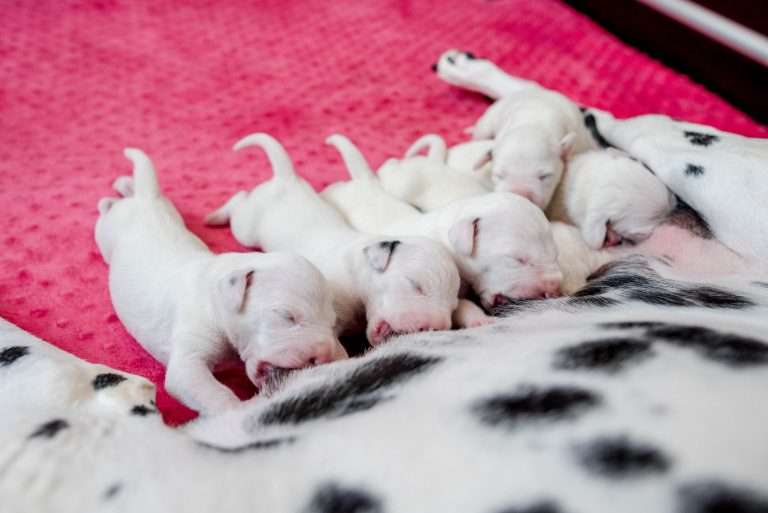 5. Lebenstag - B-Wurf (11)