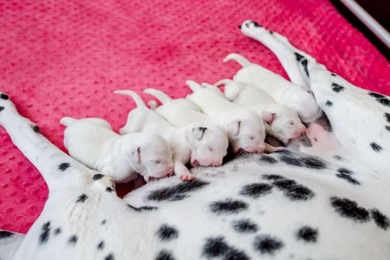 5. Lebenstag - B-Wurf (12)