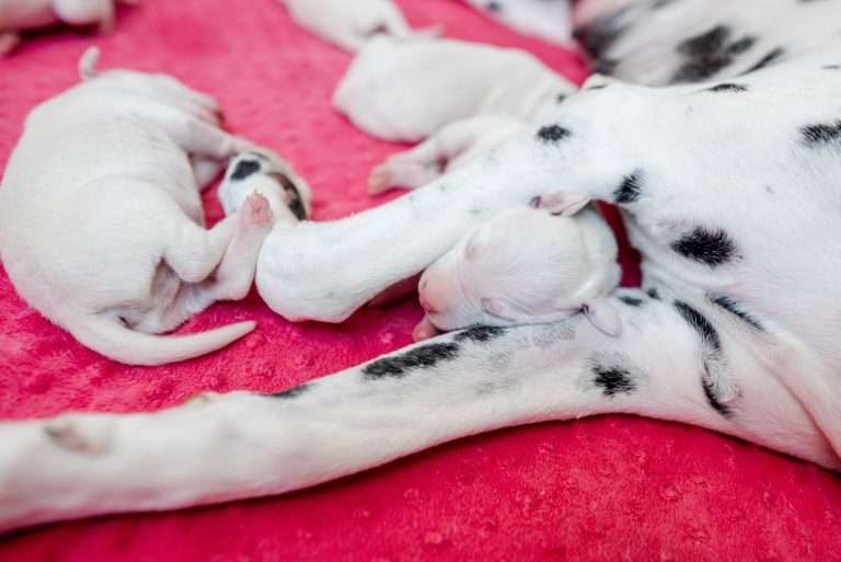 5. Lebenstag - B-Wurf (13)