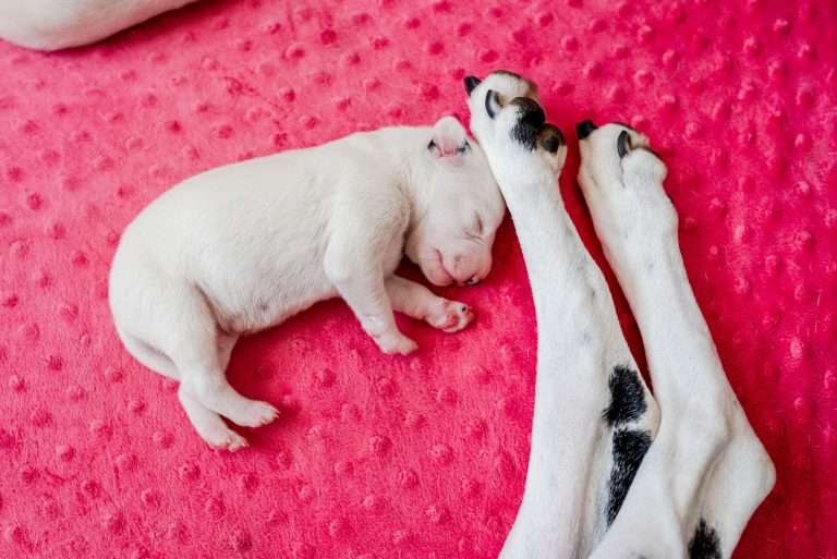 5. Lebenstag - B-Wurf (14)