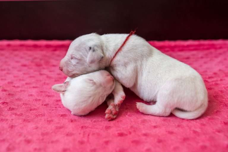 5. Lebenstag - B-Wurf (15)