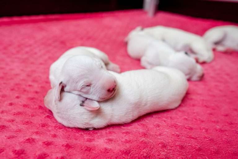 5. Lebenstag - B-Wurf (16)