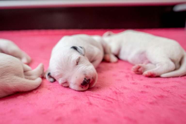 5. Lebenstag - B-Wurf (17)