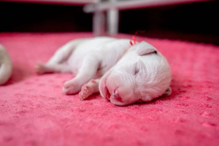 5. Lebenstag - B-Wurf (18)