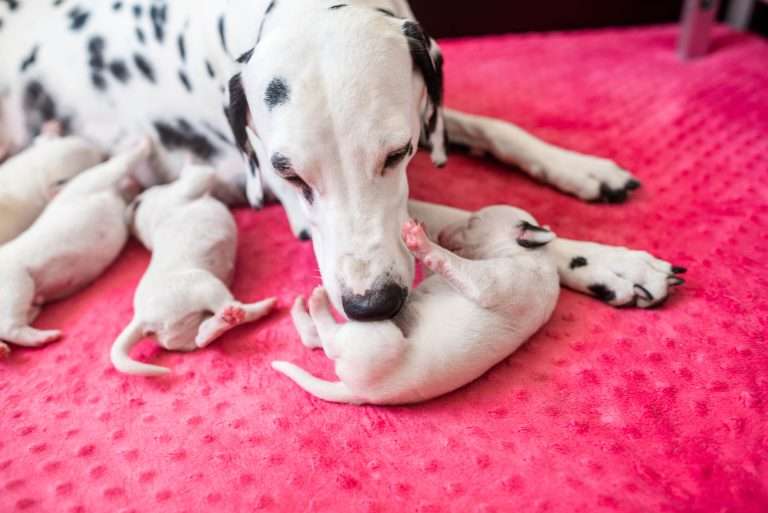 5. Lebenstag - B-Wurf (19)