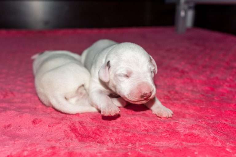 5. Lebenstag - B-Wurf (2)