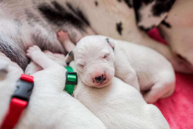 5. Lebenstag - B-Wurf (20)