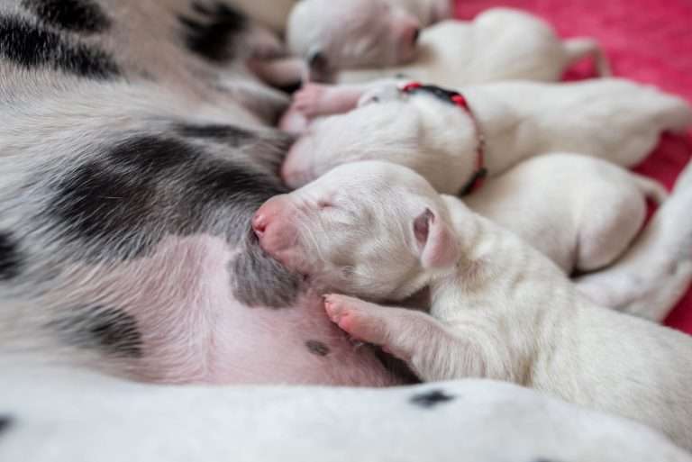 5. Lebenstag - B-Wurf (21)